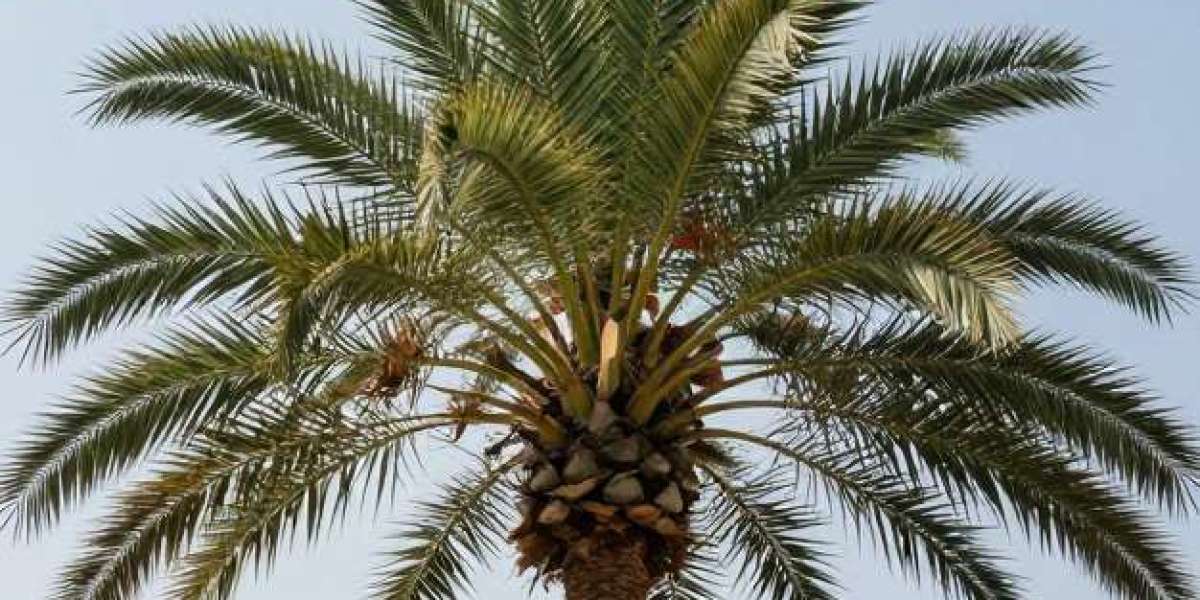 Beyond the Lab: The Ultimate Guide to Portable Palm Oil Analytics via IAS-6100 NIR